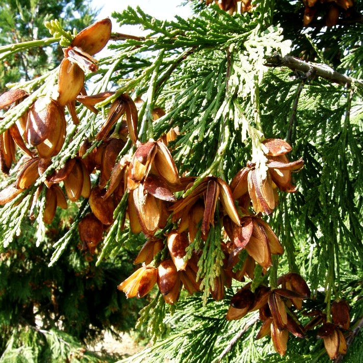 Kalifornische Weihrauchzeder (Calocedrus decurrens)