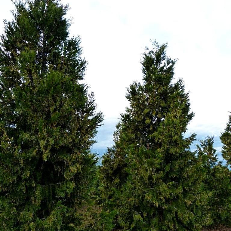 Kalifornische Weihrauchzeder (Calocedrus decurrens)