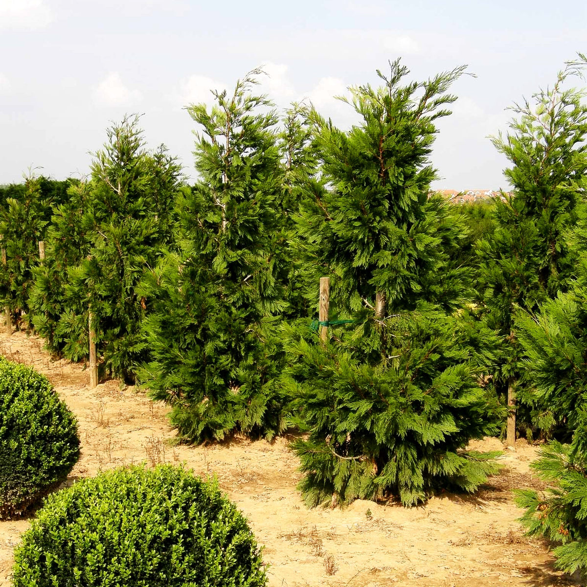 Kalifornische Weihrauchzeder (Calocedrus decurrens)
