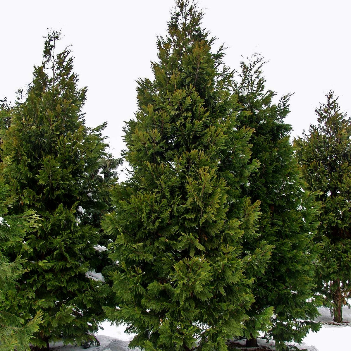 Kalifornische Weihrauchzeder (Calocedrus decurrens)