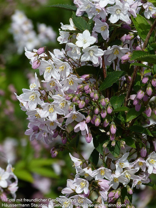 Kalmien-Deutzie (Deutzia x kalmiiflora)