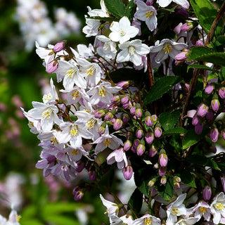 Kalmien-Deutzie (Deutzia x kalmiiflora)