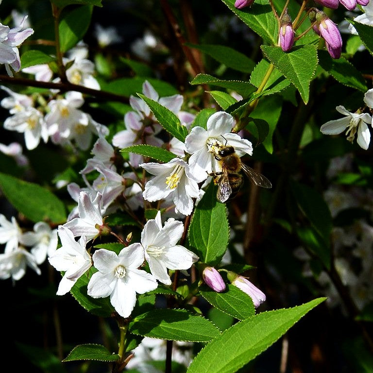 Kalmien-Deutzie (Deutzia x kalmiiflora)