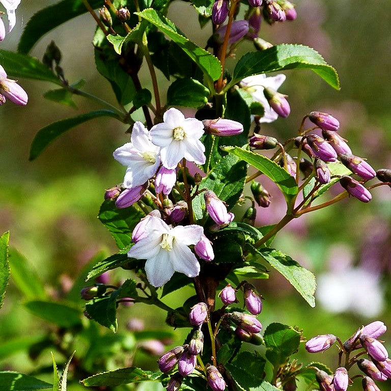 Kalmien-Deutzie (Deutzia x kalmiiflora)