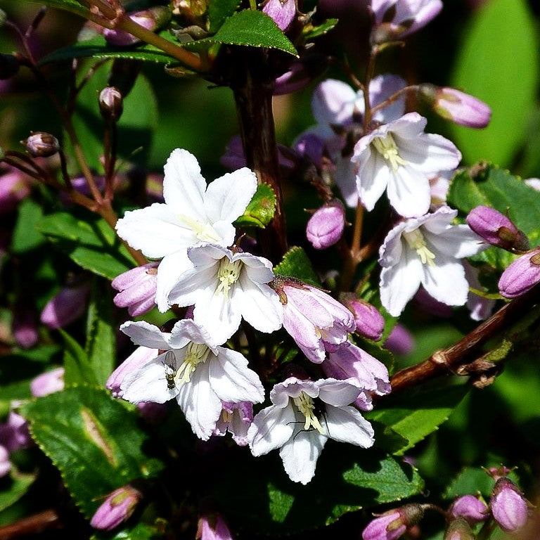 Kalmien-Deutzie (Deutzia x kalmiiflora)