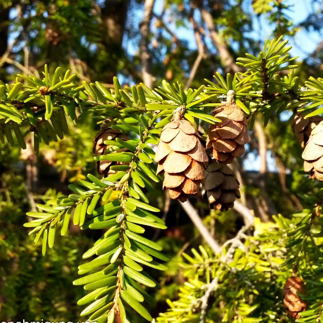 Kanadische Hemlocktanne (Tsuga canadensis)