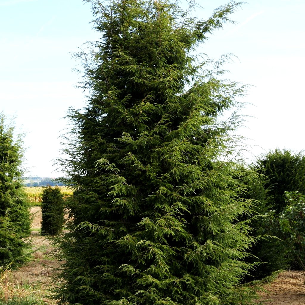Kanadische Hemlocktanne (Tsuga canadensis)