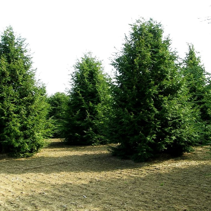 Kanadische Hemlocktanne (Tsuga canadensis)