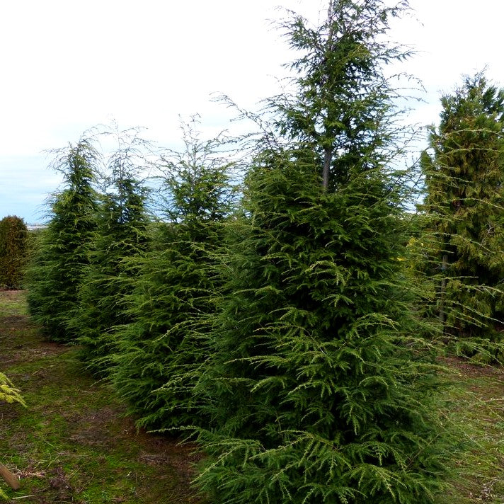 Kanadische Hemlocktanne (Tsuga canadensis)