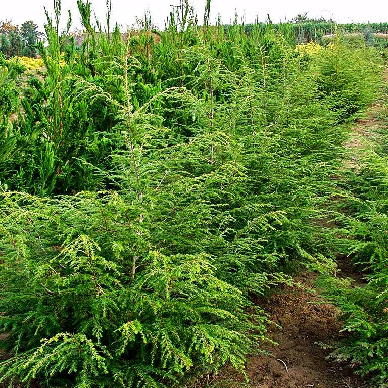 Kanadische Hemlocktanne (Tsuga canadensis)