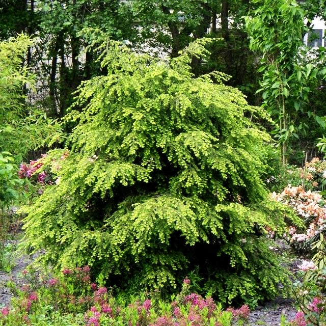 Kanadische Hemlocktanne (Tsuga canadensis)