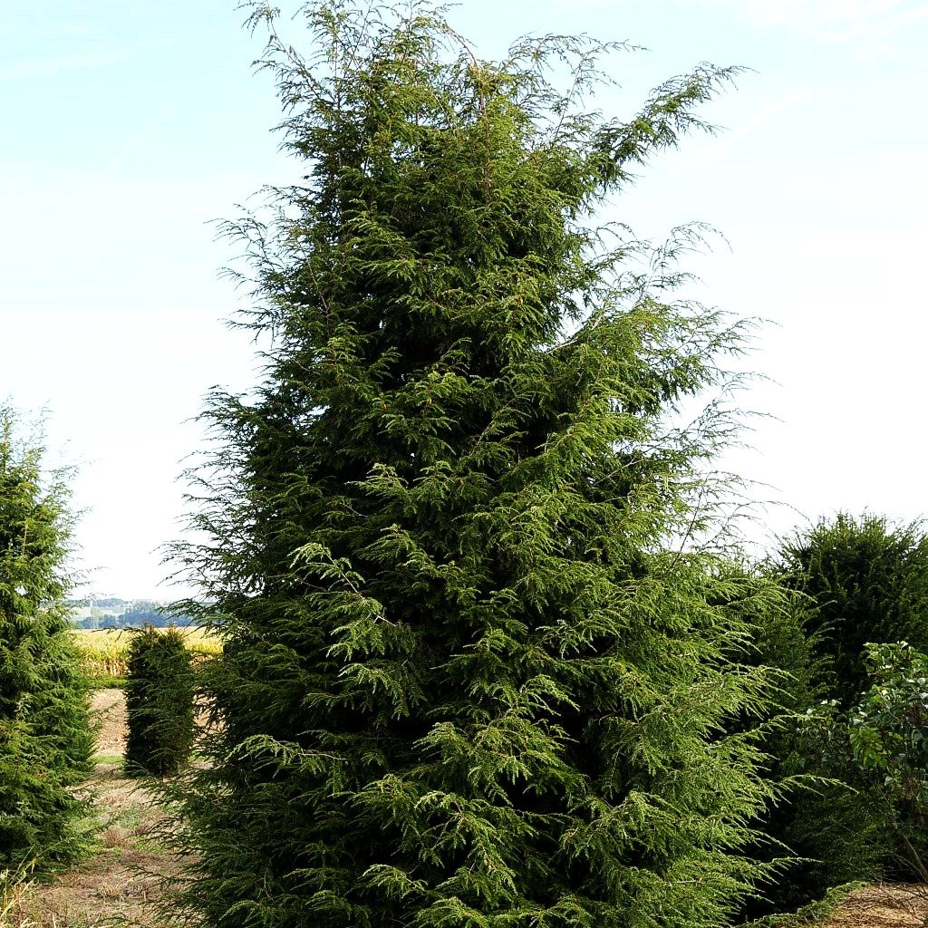 Kanadische Hemlocktanne (Tsuga canadensis)
