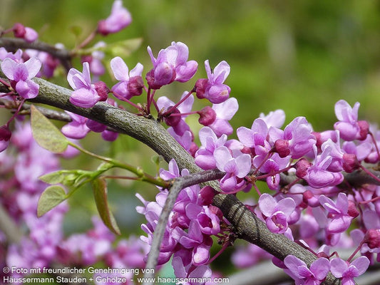 Kanadischer Hänge-Judasbaum 'Lavender Twist' (Cercis canadensis)