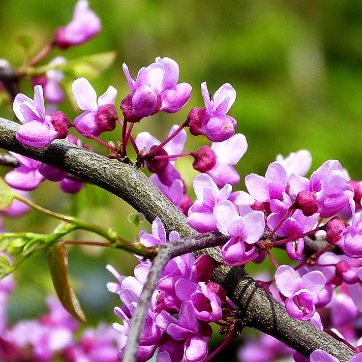 Kanadischer Hänge-Judasbaum 'Lavender Twist' (Cercis canadensis)