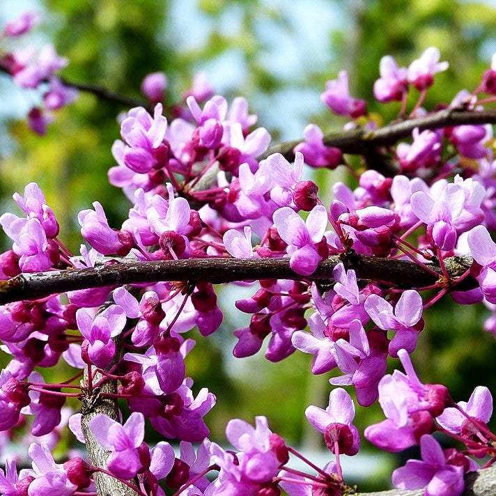 Kanadischer Hänge-Judasbaum 'Lavender Twist' (Cercis canadensis)