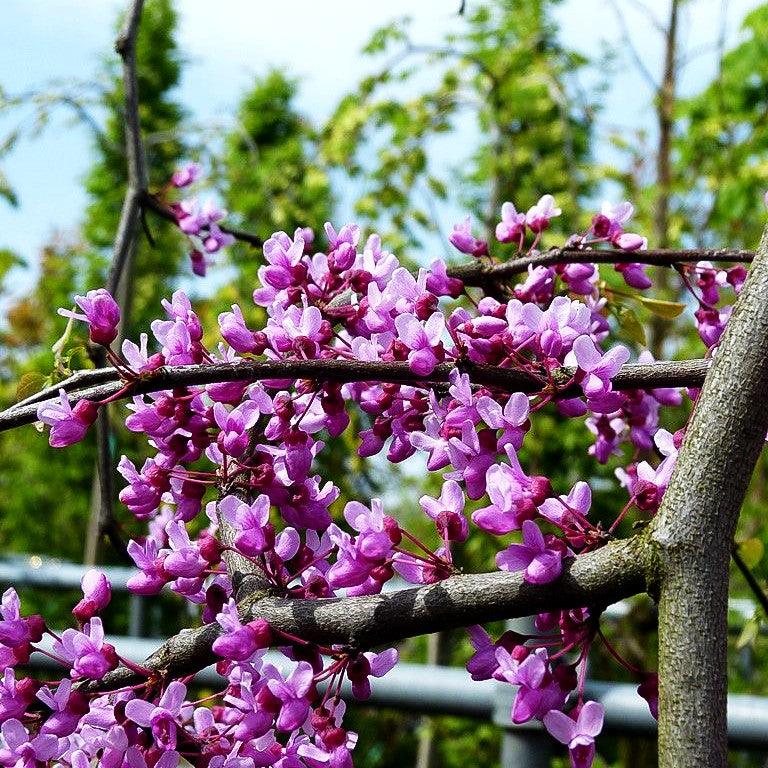 Kanadischer Hänge-Judasbaum 'Lavender Twist' (Cercis canadensis)