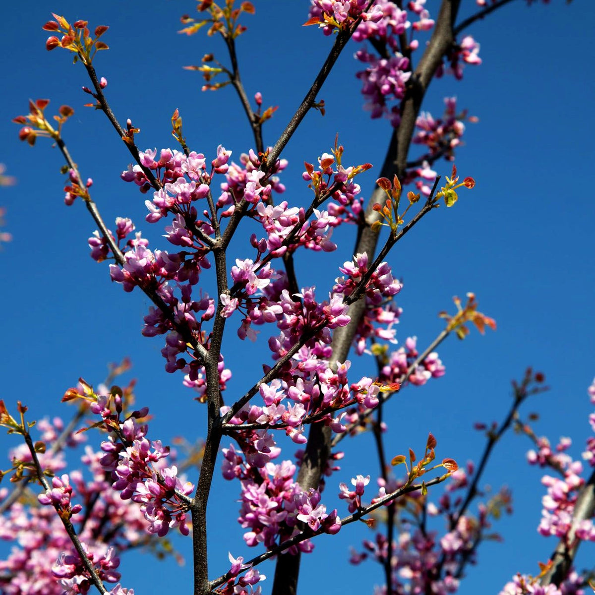 Kanadischer Judasbaum 'Ace of Hearts' (Cercis canadensis)