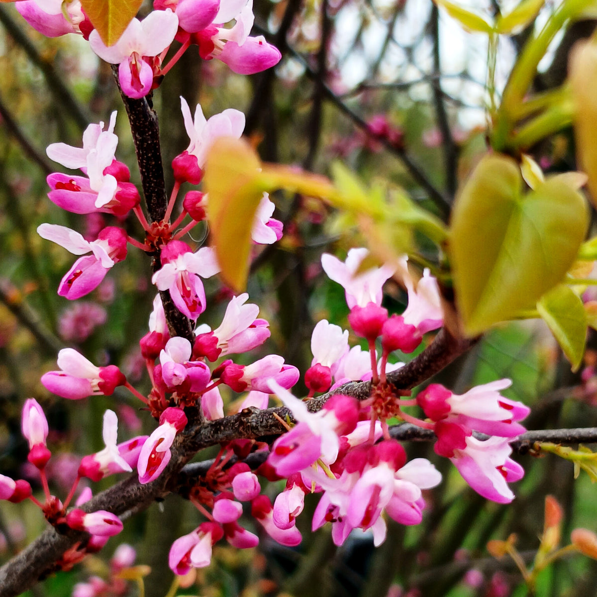 Kanadischer Judasbaum 'Ace of Hearts' (Cercis canadensis)
