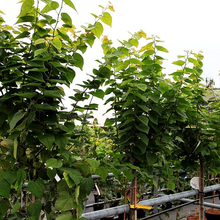 Kanadischer Judasbaum 'Ace of Hearts' (Cercis canadensis)