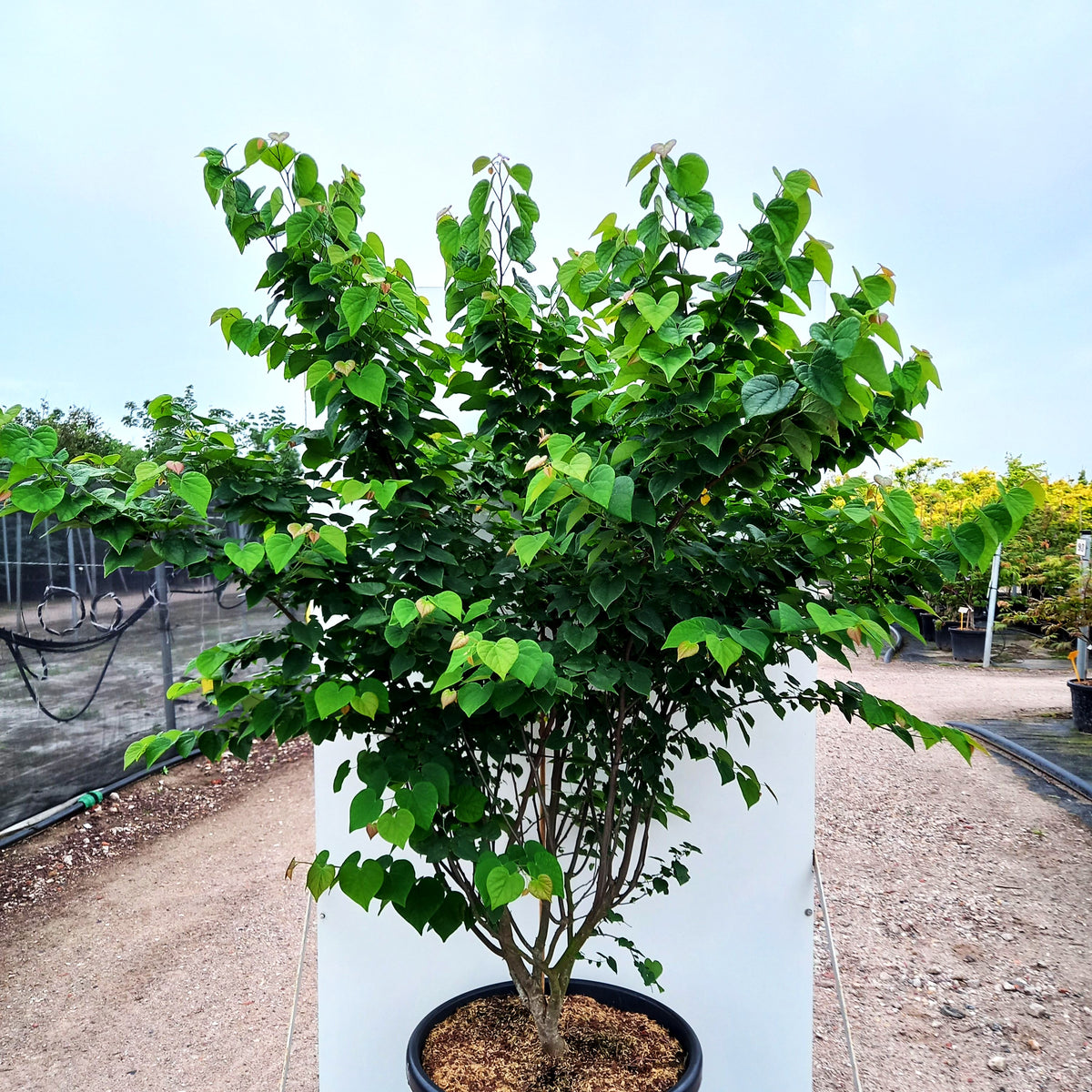 Kanadischer Judasbaum 'Ace of Hearts' (Cercis canadensis)