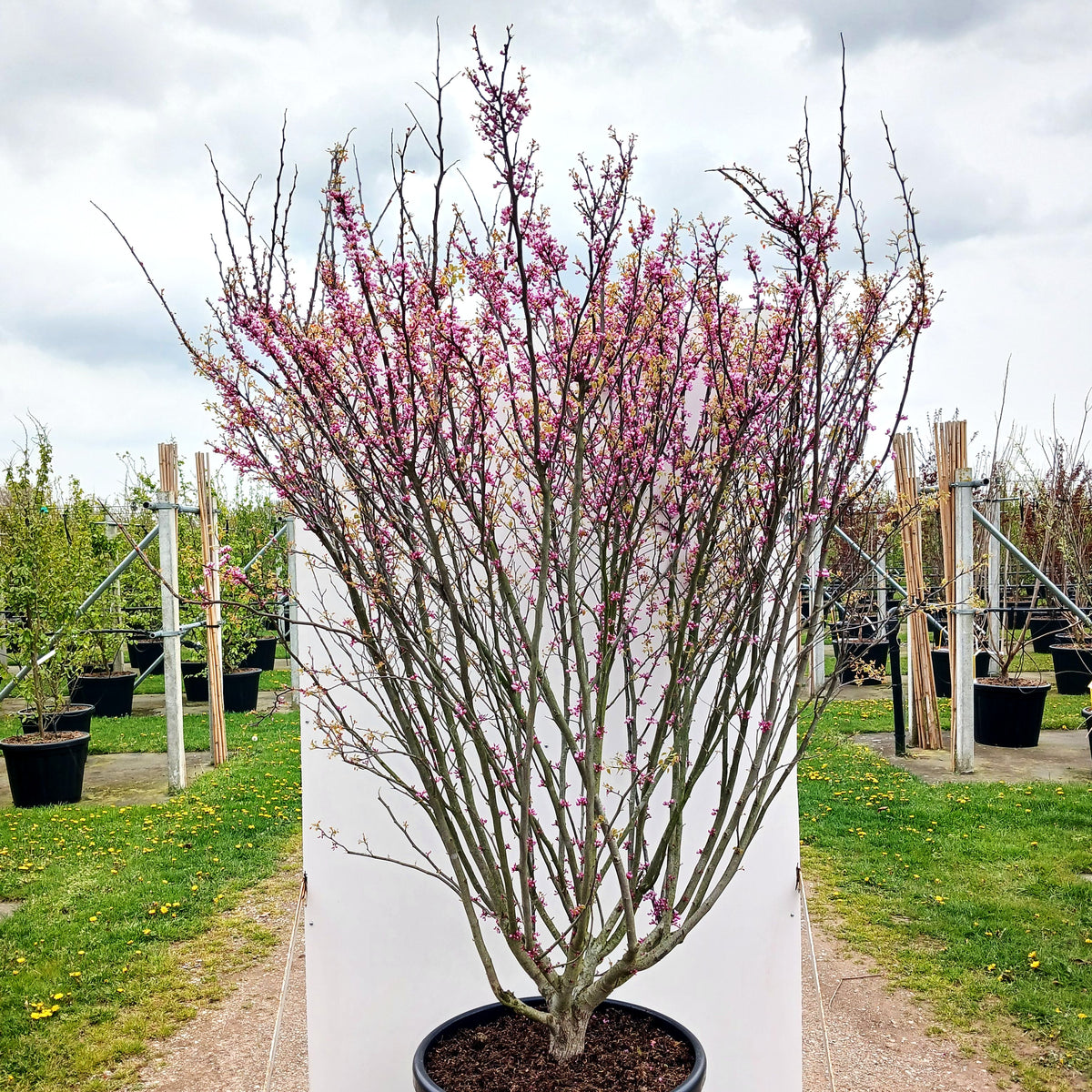 Kanadischer Judasbaum 'Ace of Hearts' (Cercis canadensis)