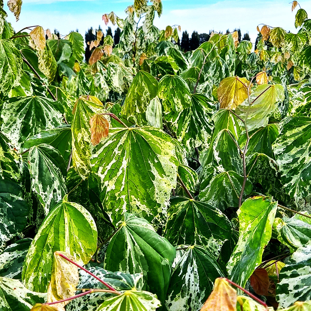Kanadischer Judasbaum 'Alley Cat' (Cercis canadensis)