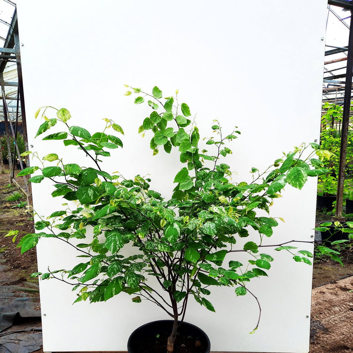 Kanadischer Judasbaum 'Alley Cat' (Cercis canadensis)