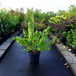 Kanadischer Judasbaum 'Black Pearl' (Cercis canadensis)