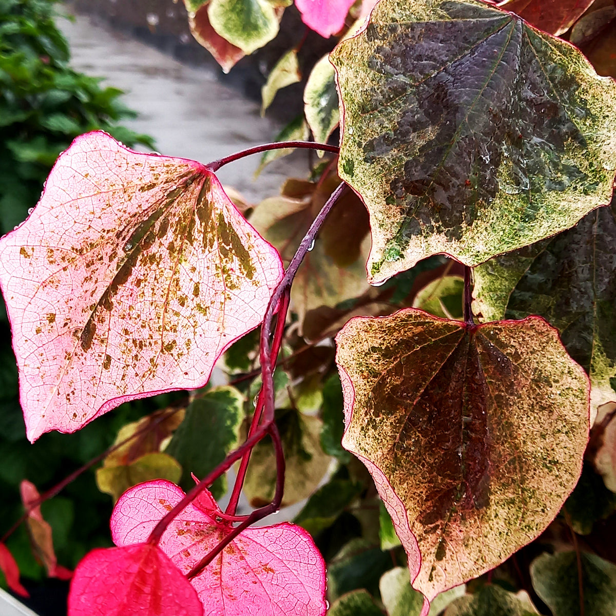 Kanadischer Judasbaum 'Carolina Sweetheart' (Cercis canadensis)