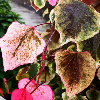Kanadischer Judasbaum 'Carolina Sweetheart' (Cercis canadensis)