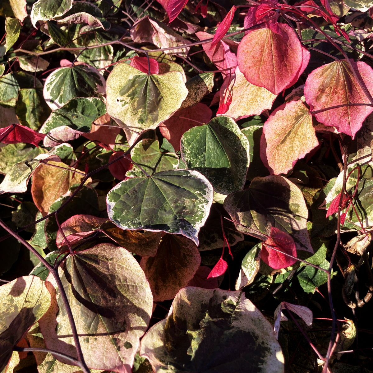 Kanadischer Judasbaum 'Carolina Sweetheart' (Cercis canadensis)