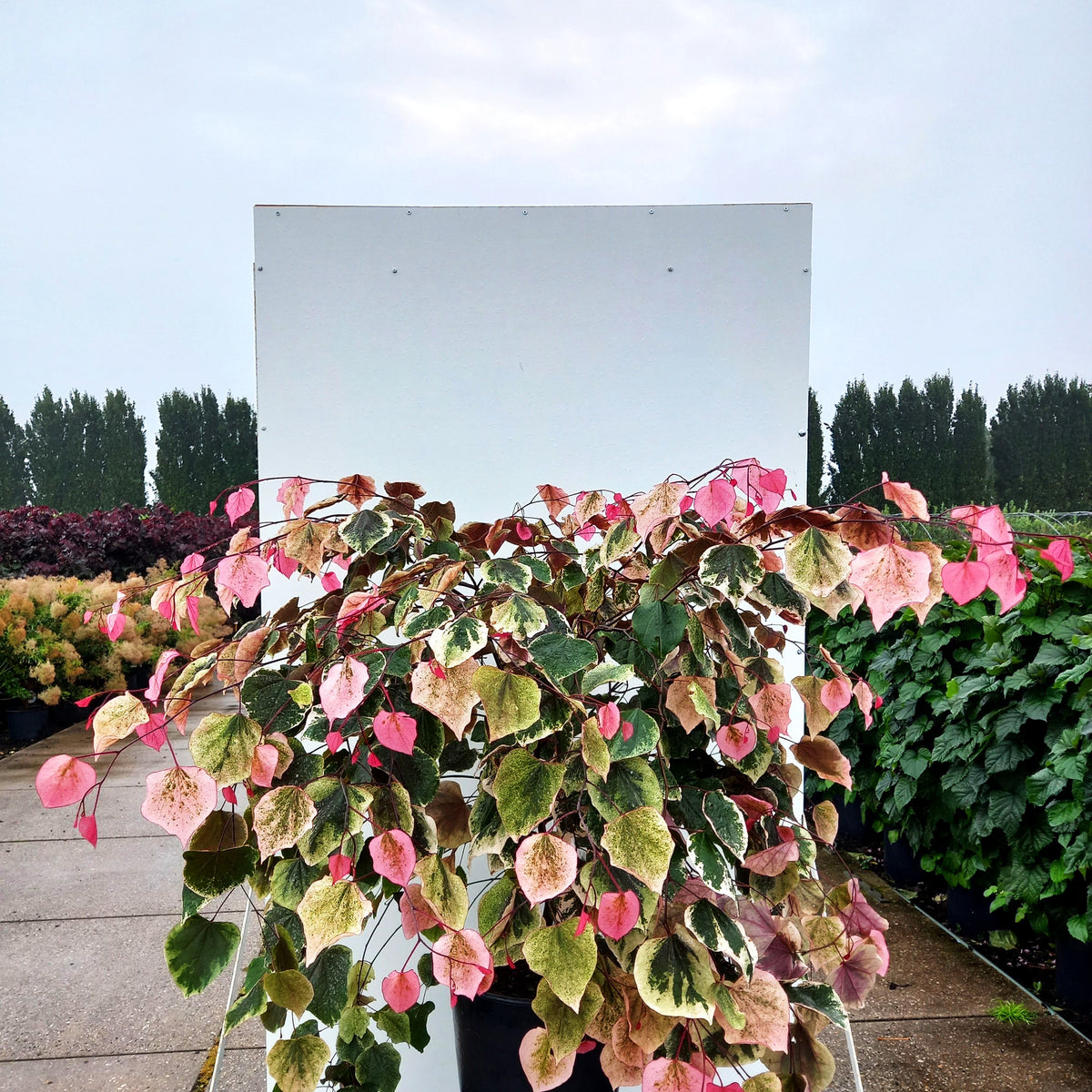 Kanadischer Judasbaum 'Carolina Sweetheart' (Cercis canadensis)