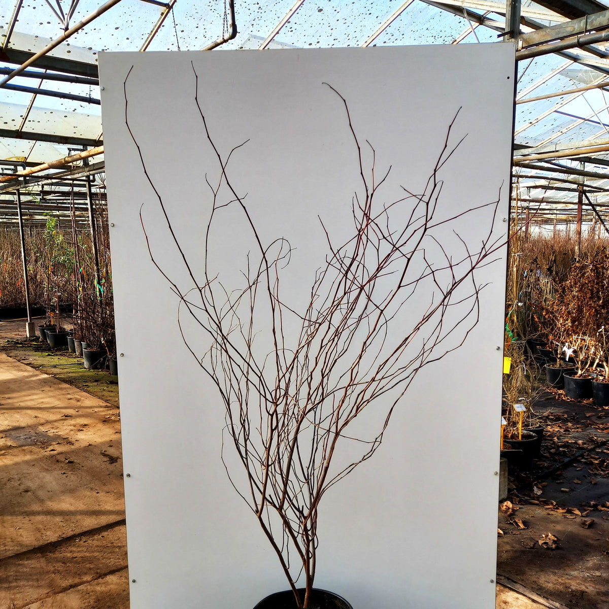 Kanadischer Judasbaum 'Carolina Sweetheart' (Cercis canadensis)