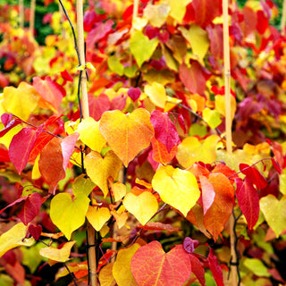 Kanadischer Judasbaum 'Eternal Flame' (Cercis canadensis)