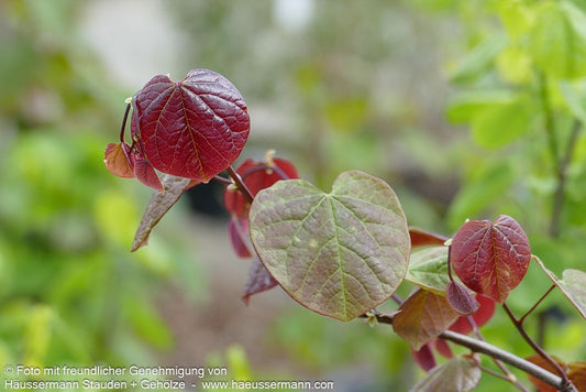 Kanadischer Judasbaum 'Forest Pansy' (Cercis canadensis)
