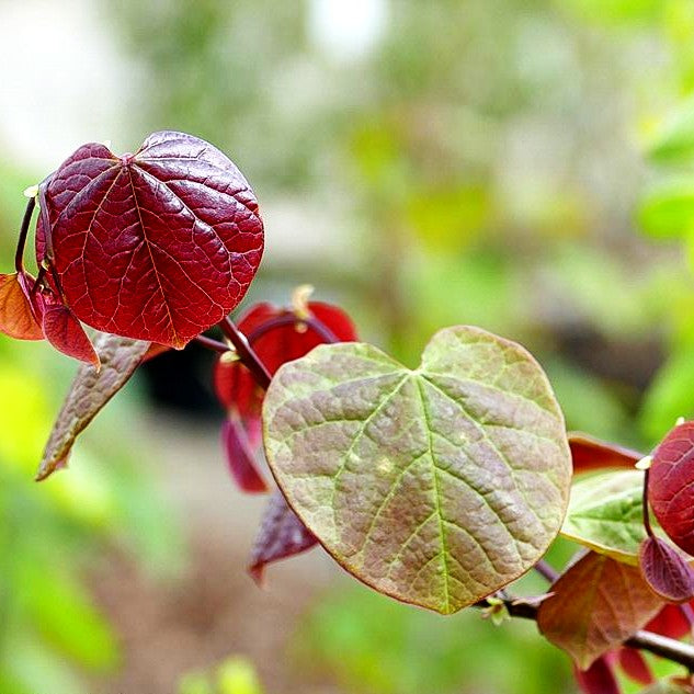 Kanadischer Judasbaum 'Forest Pansy' (Cercis canadensis)