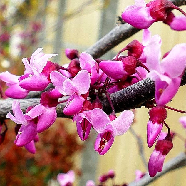 Kanadischer Judasbaum 'Forest Pansy' (Cercis canadensis)