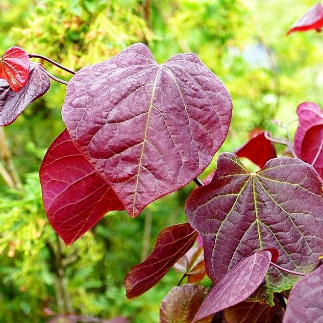 Kanadischer Judasbaum 'Forest Pansy' (Cercis canadensis)