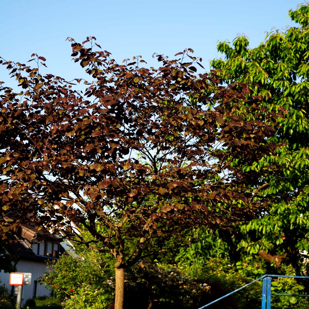 Kanadischer Judasbaum 'Forest Pansy' (Cercis canadensis)