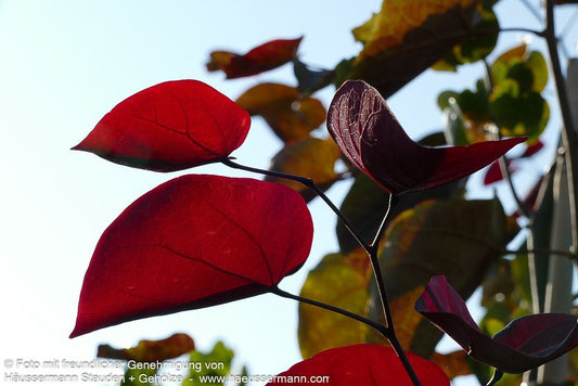 Kanadischer Judasbaum 'Merlot' (Cercis canadensis)