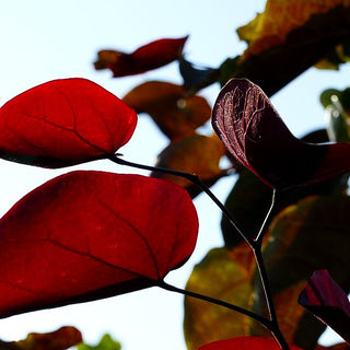 Kanadischer Judasbaum 'Merlot' (Cercis canadensis)