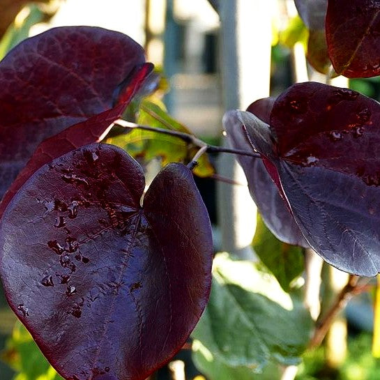Kanadischer Judasbaum 'Merlot' (Cercis canadensis)