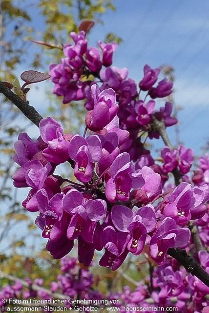 Kanadischer Judasbaum 'Oklahoma' (Cercis canadensis)