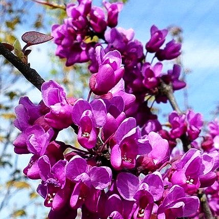 Kanadischer Judasbaum 'Oklahoma' (Cercis canadensis)