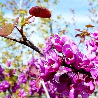 Kanadischer Judasbaum 'Oklahoma' (Cercis canadensis)