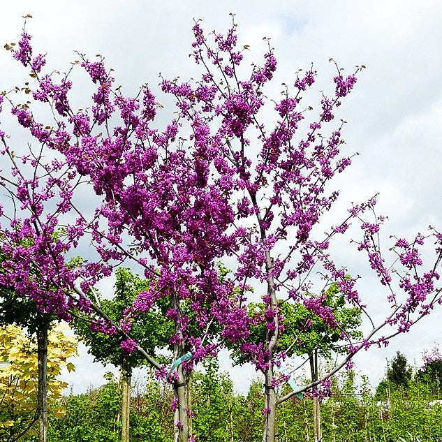Kanadischer Judasbaum 'Oklahoma' (Cercis canadensis)