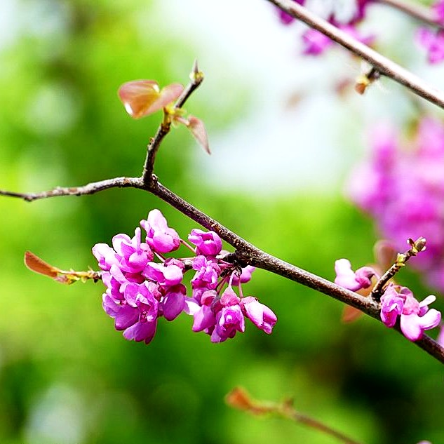 Kanadischer Judasbaum 'Oklahoma' (Cercis canadensis)
