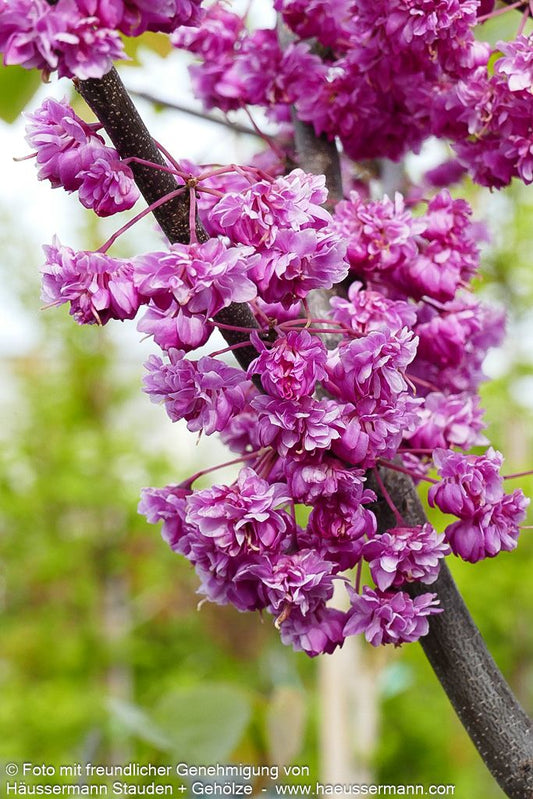 Kanadischer Judasbaum 'Pink Pom Poms' (Cercis canadensis)