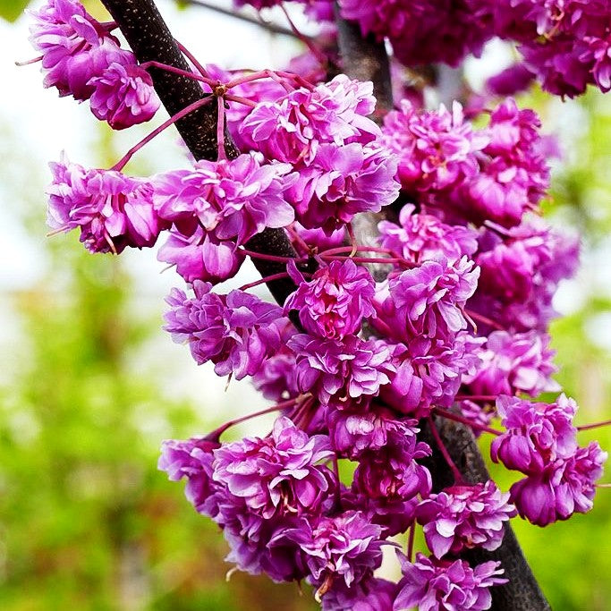 Kanadischer Judasbaum 'Pink Pom Poms' (Cercis canadensis)