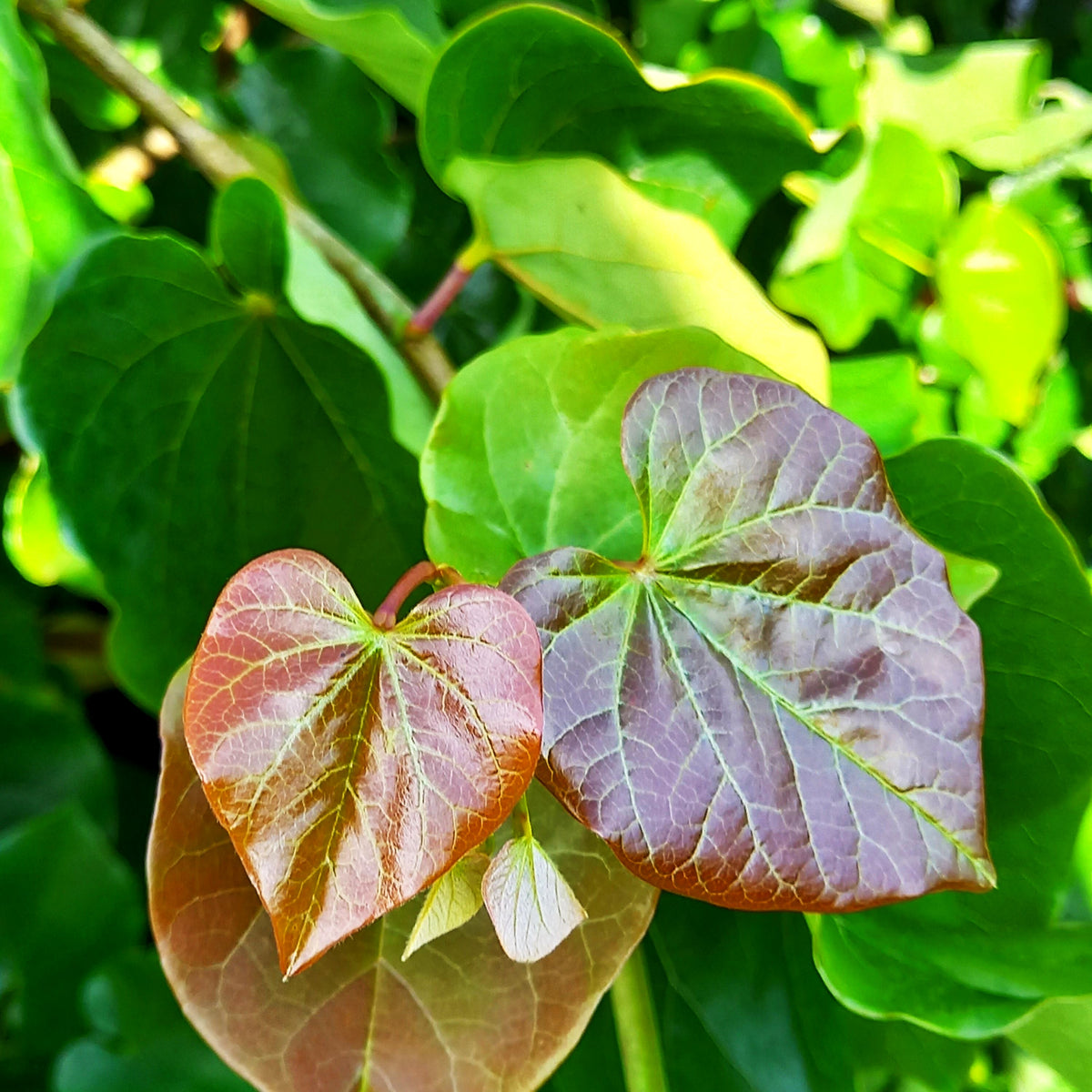 Kanadischer Judasbaum 'Pink Pom Poms' (Cercis canadensis)